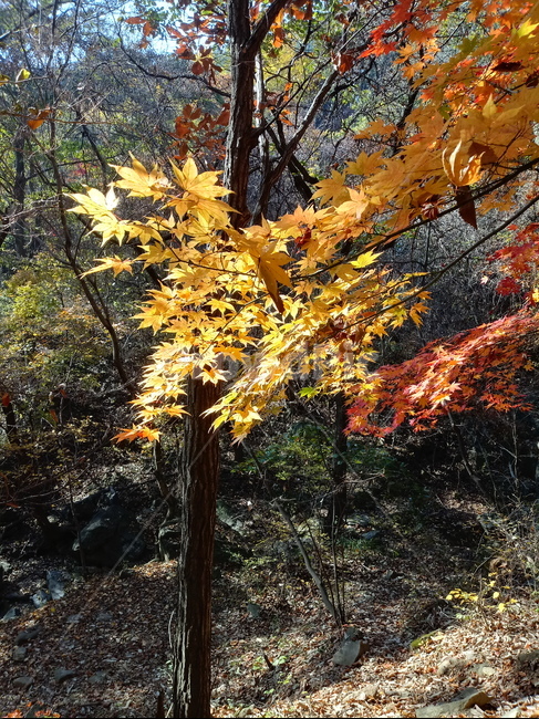 낙엽,단풍,落葉,leaves,나뭇잎,단풍나무,식물,maple,낙엽활엽관목,잎,계절,가을,자연,풍경,outdoors,옥외,fallautumnseason,naturelandscape,풍경사진,나무줄기,가을,계절,fall,autumn,season,leaf,plant,tree,나무