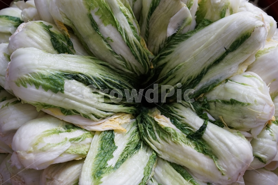 배추,절임배추,식재료,김장,음식,김치,음식,식재료,요리,food,cook,meal,dishes,food reserves,채소,야채,vegetables