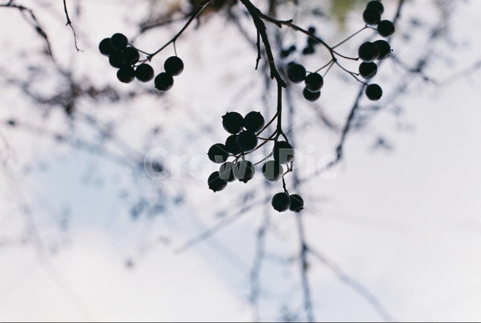 나무열매,열매,산사나무,검은서양산사나무,나뭇가지,하늘과나무열매,crataeguslaevigata,treefruit,나무,식물,자연,plants,nature,과일,열매,fruit