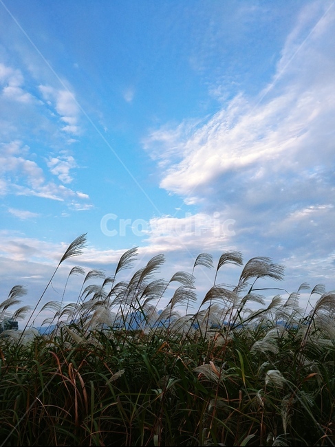 가을,하늘공원,autumn,가을억새,억새,silvergrass,하늘공원억새축제