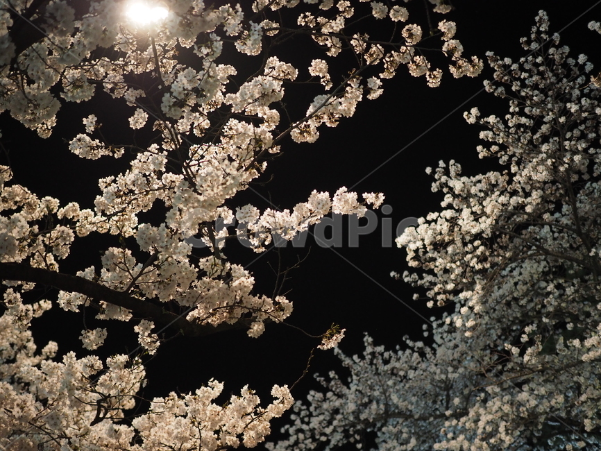 풍경,벚꽃,꽃,나무,청풍,밤,봄,계절,spring,season,자연,풍경,nature,landscape,야경,밤,nightscape,night,plant,식물,flower,blossom