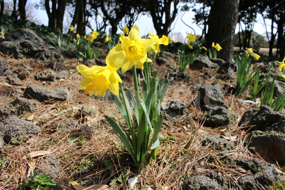 꽃,개화,봄,자연,식물,풍경,제주도,색감,식물,자연,plants,nature,꽃,flower