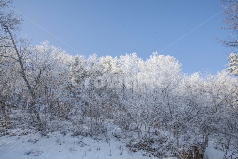 겨울,눈꽃,상고대,태백산,설산,풍경,겨울,계절,winter,season,자연,풍경,nature,landscape,outdoors,옥외