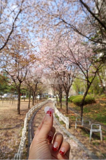 봄,벚꽃,꽃잎,손,아웃포커싱,흰벚꽃,분홍벚꽃,핑크,분홍,흰색,하늘,벤치,울타리,산책,벚꽃길,벚꽃나무,벚나무,벚꽃잎,햇살,spring,cherryblossom,풍경,배경,나무,손하트,꽃하트,꽃잎하트,heart,하트,감성사진,꽃,봄꽃,봄풍경,white,pink,green,sky,skyblue,road,picnic,springflower,sakura,봄,계절,spring,season,사람,인물,인간,human,person,신체일부,몸,body