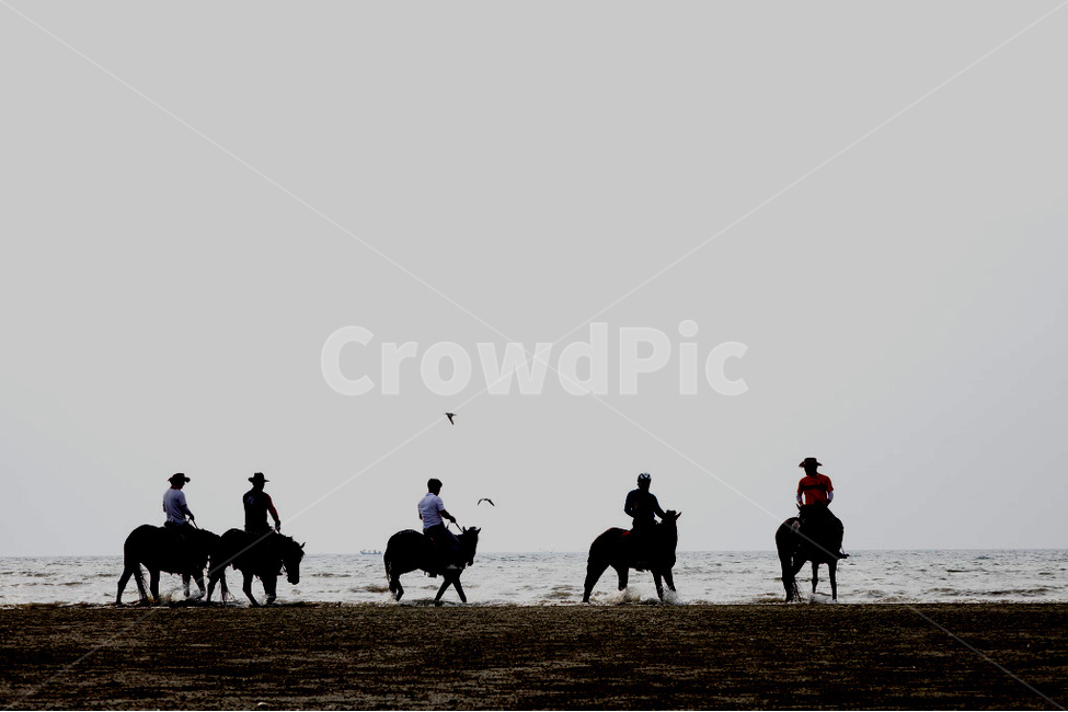 바닷가말타기,승마,승마자,사람,horse,말,human,animal,동물
