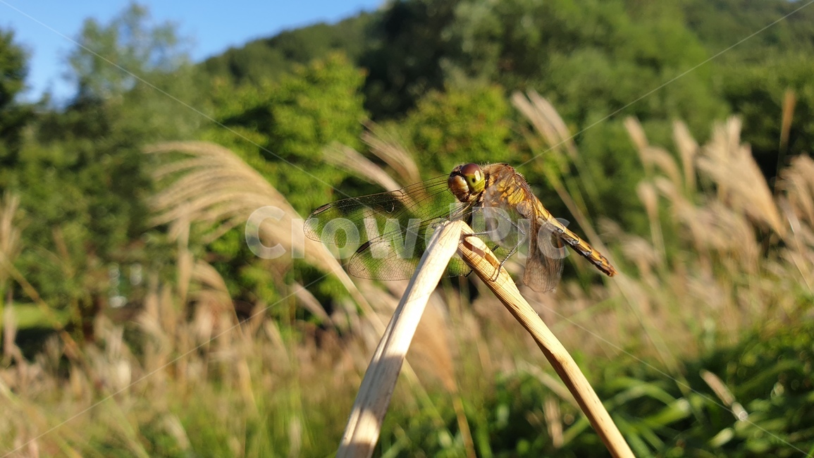 잠자리,갈대,dragonfly,reed,가을