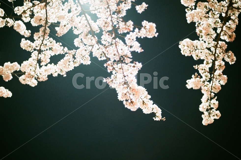 필름,film,벚꽃,cherryblossom,꽃,flower,식물,plant,봄,spring,밤