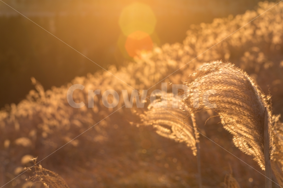 억새,제주,바람,여행,노을,풍경,제주풍경,가을,계절,fall,autumn,season,휴식,힐링,rest,relaxation,healing,식물,자연,plants,nature,감성,sensible,feeling,grass,잔디,plant,lawn
