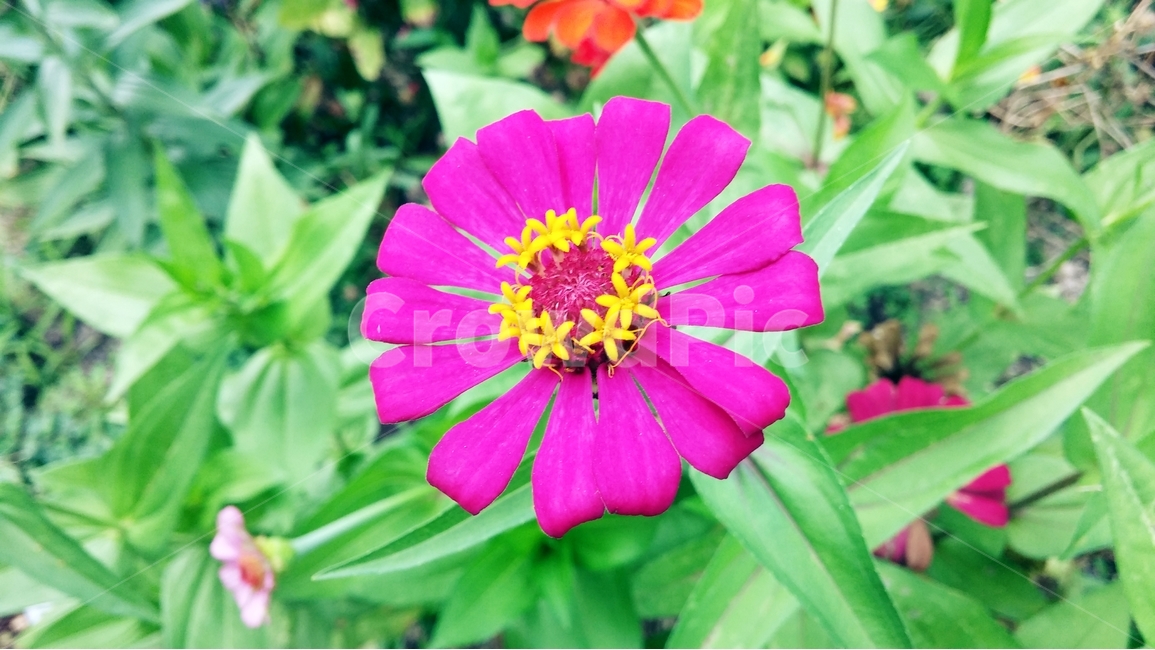 꽃,식물,자연,flower,plant,nature,식물,자연,plants,nature,꽃,flower