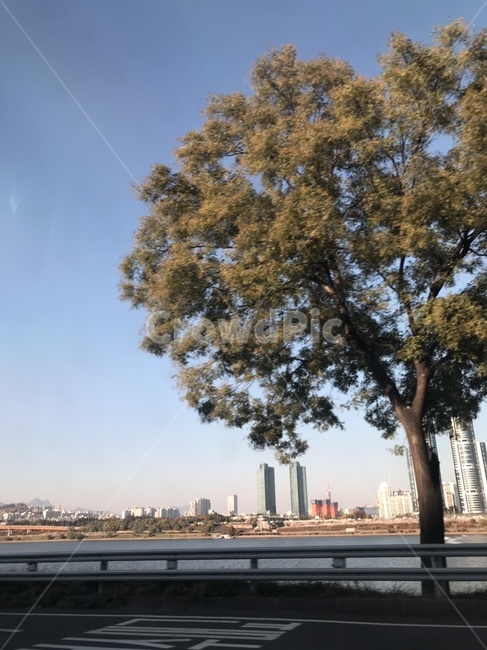 도로,나무,도로위나무,풍경,하늘