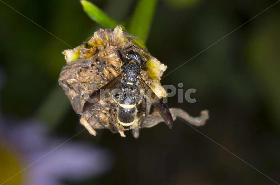 벌,곤충,자연,계절,여름,가을곤충,여름곤충,가을,곤충,벌레,insect,bug