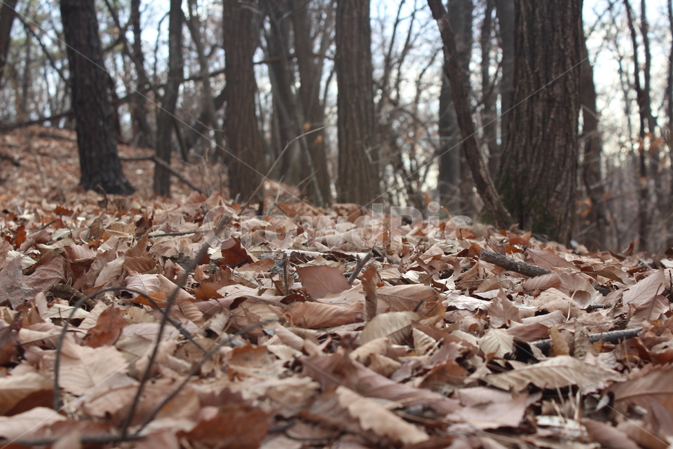 ground,바닥,tree,나무,leaf,잎