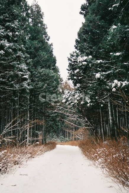 tree,나무,plant,숲,사려니숲,겨울필름,겨울,제주도,겨울제주,눈,함박눈,필름,겨울,계절,winter,season,자연,풍경,nature,landscape