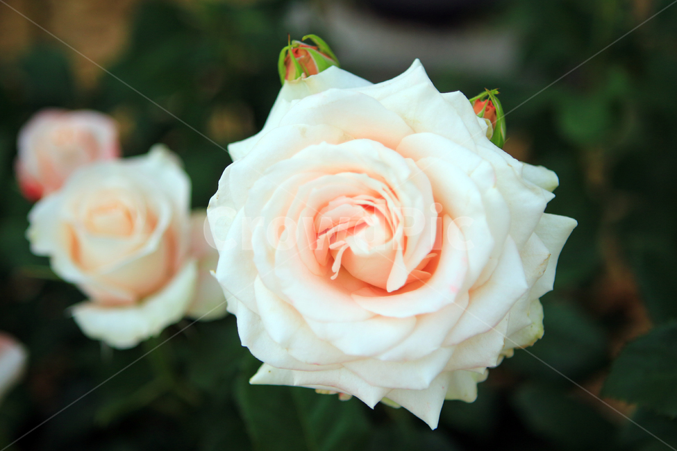 장미,꽃,flower,장미꽃,rose,꽃잎,꽃망울,꽃송이