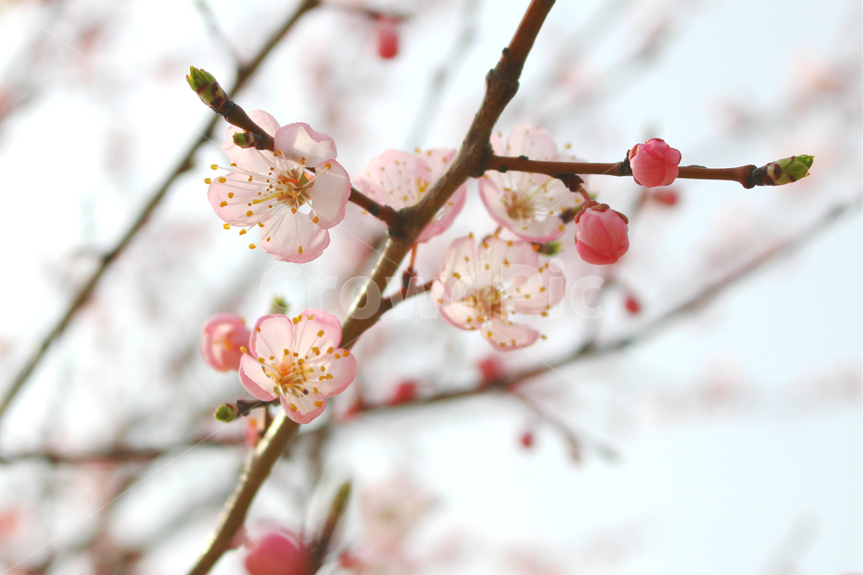 감성사진,봄,풍경사진,매화,꽃,하늘,자연,풍경,daily,flower,pink,spring,봄,계절,spring,season,식물,자연,plants,nature,꽃,flower,plant,blossom
