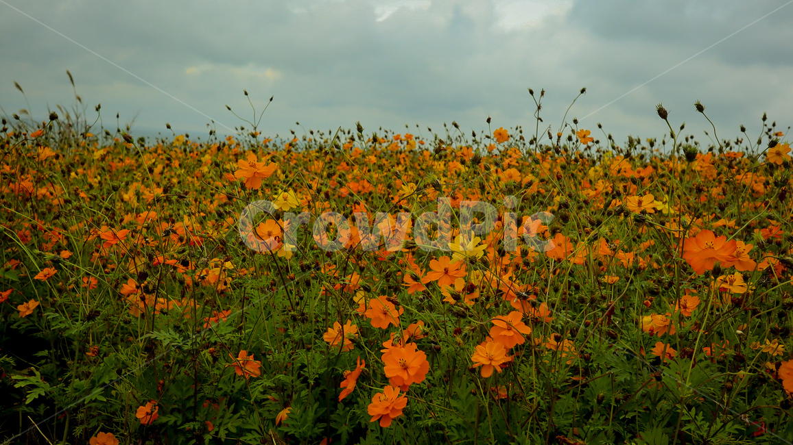 힐링,꽃,코스모스,가을,자연,가을,계절,fall,autumn,season,자연,풍경,nature,landscape,field,들
