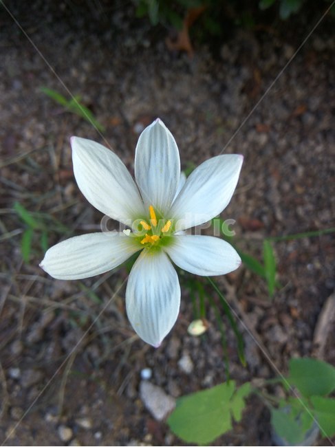 꽃,플라워,봄,봄꽃,뷰티풀,flower,bloom,beautiful,plant,식물,blossom,하얀색,식물,자연,plants,nature,꽃,flower