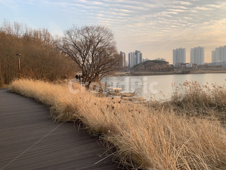 동탄호수공원,동탄,2동탄,동탄호수공원풍경,동탄호수공원모습,갈대,동탄호수,호수