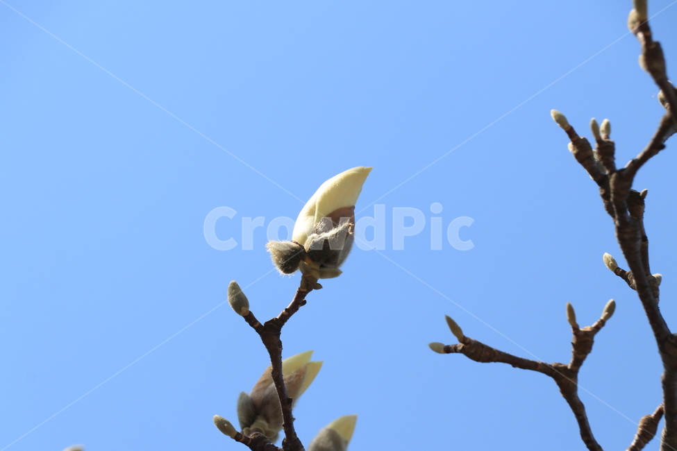 봄,꽃,목련,spring,flower