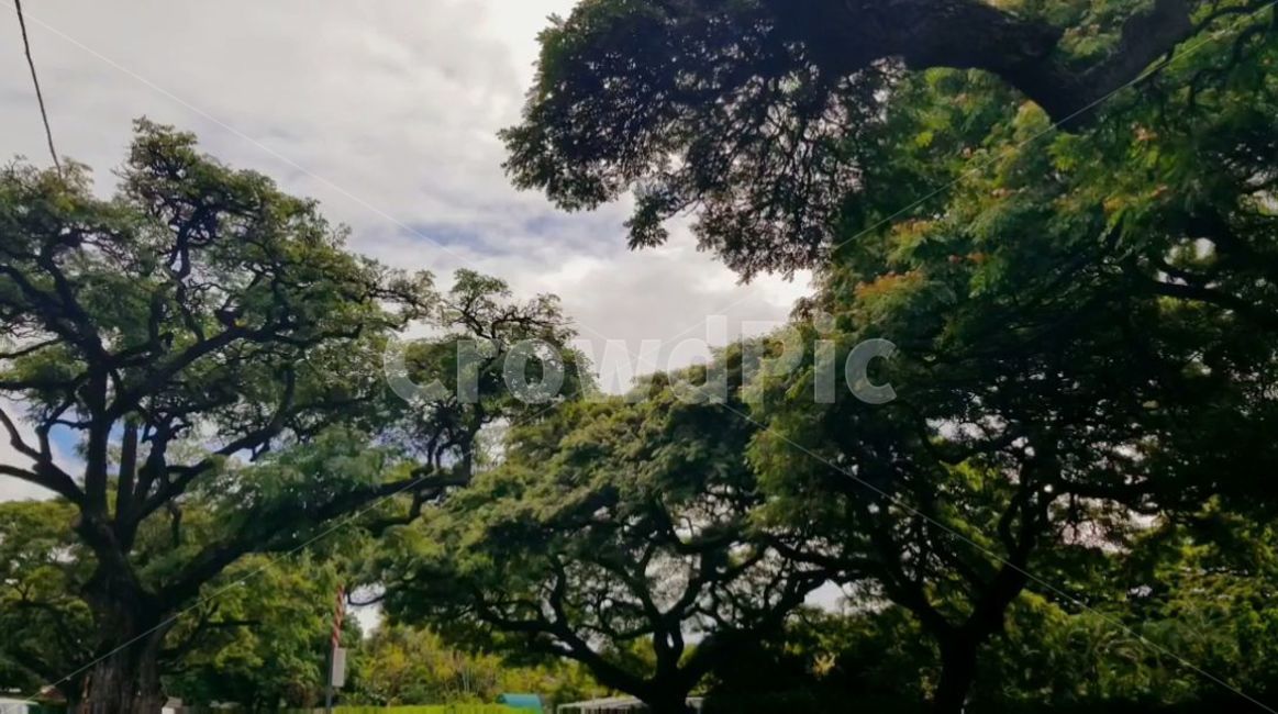 tree,나무,treetrunk,나무줄기,나무뿌리줄기,하와이,열대지방나무,하와이공원,호놀루루,와이키키,뿌리,그늘,plant,식물,oak,오크,vegetation,초목