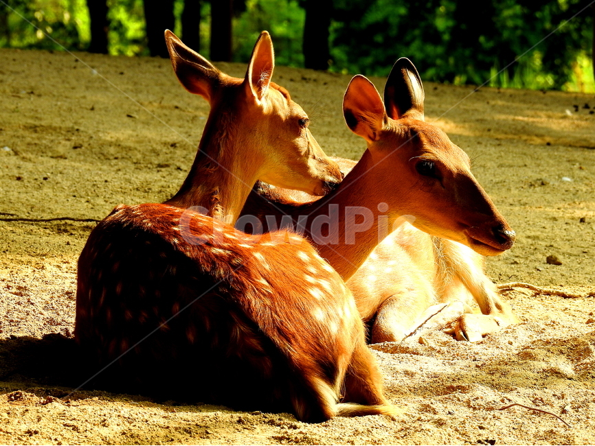 동물,사슴,animal,deer,목장,동물,animal,포유류,mammal