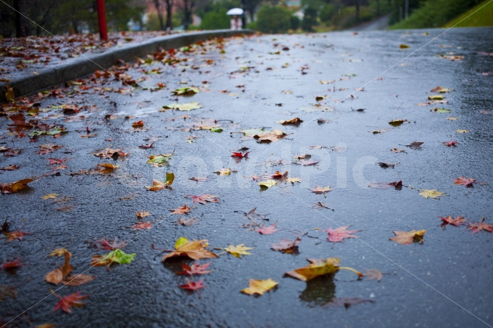 계절,비,가을,낙엽,가을비,감성,감성사진,길,길거리,우산,사람,가을,계절,fall,autumn,season,감성,sensible,feeling,plant,식물,leaf,잎