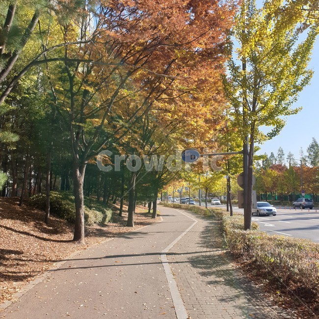 road,도로,tree,나무,plant,식물,asphalt,아스팔트,가을,하늘