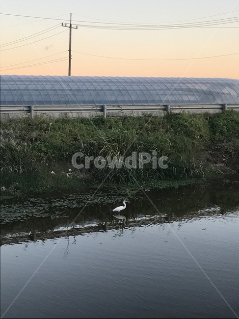 새,자연,nature,water,outdoors,옥외,땅,land,animal