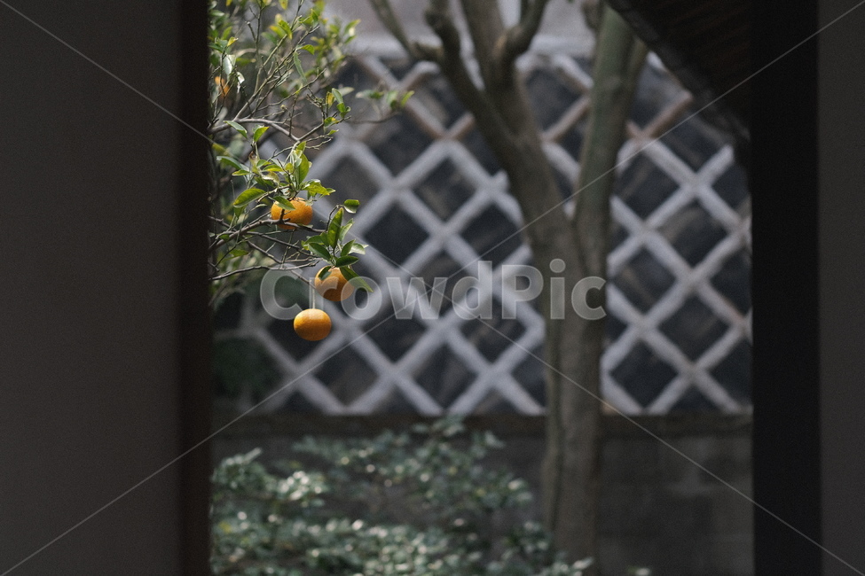 감귤,나무,식물,plant,mandarin,귤,과일,열매,fruit