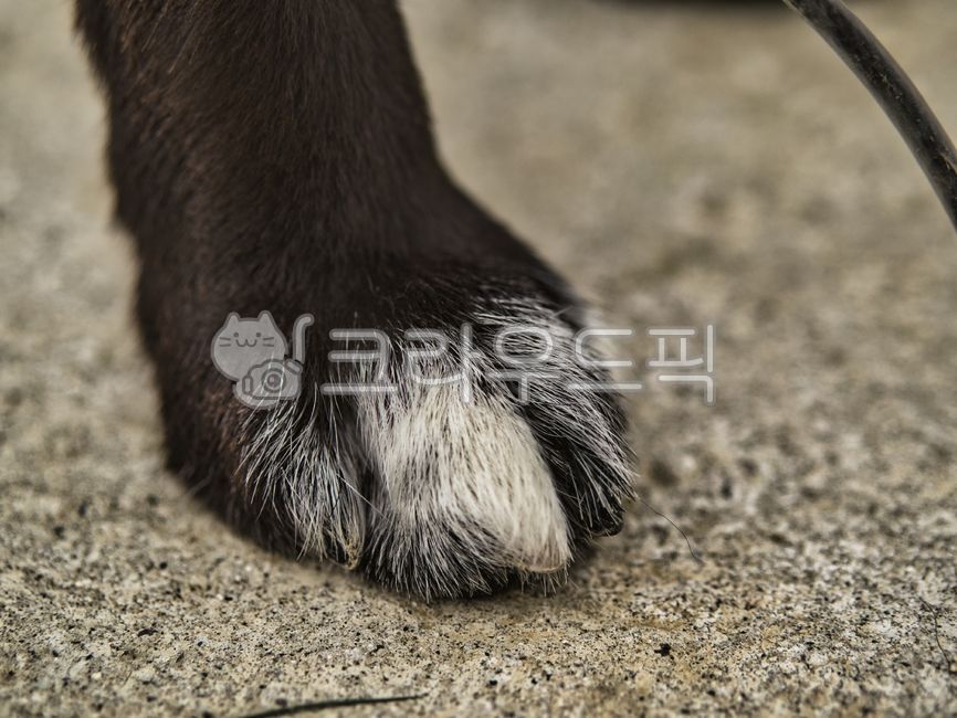 강아지발,개발,동물발,동물,애견,강아지