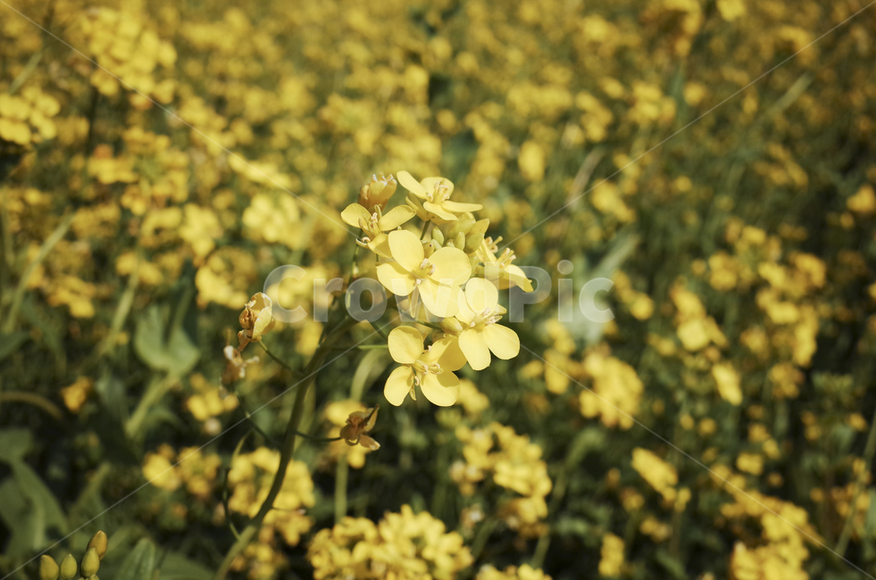 유채꽃,유채,봄꽃,봄,노란꽃,yellow,green,flower,꽃,plant,식물,초록