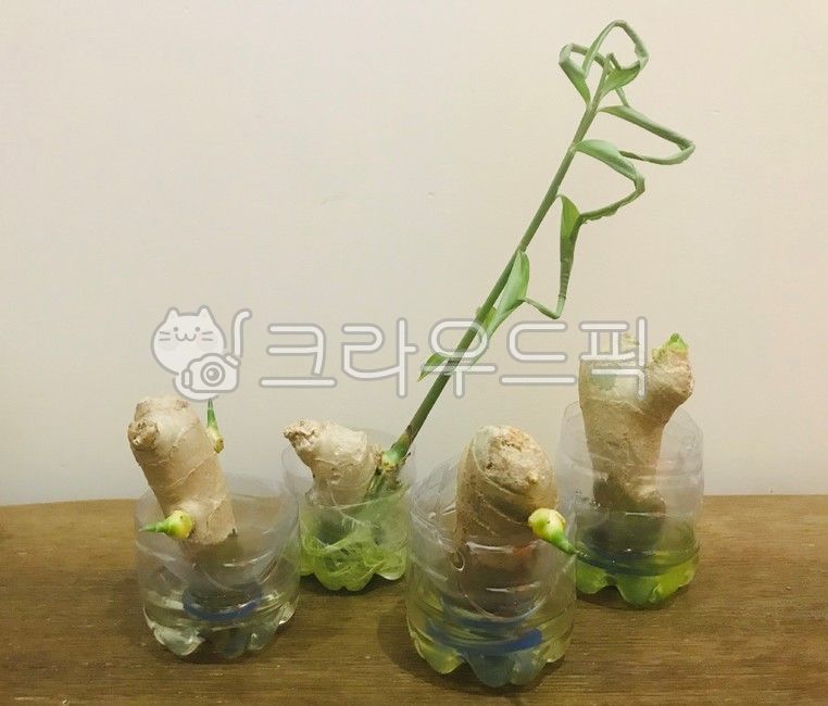 식물,생강,생강싹,수경재배,생강키우기,ginger