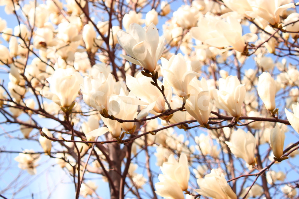봄,흰꽃,blossom,목련,하늘,식물,자연,plants,spring,flower