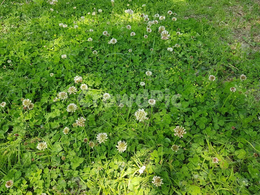 클로버,세잎클로버,네잎클로버,식물,자연