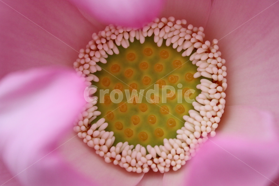 꽃,식물,연꽃,lotus,홍연,식물,자연,plants,nature,꽃,flower