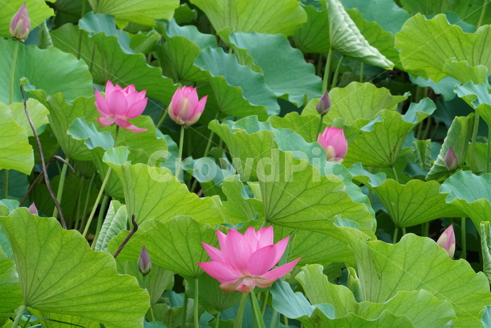 연꽃,련꽃,수련과,담수초,수중식물,식물,lotus,수초