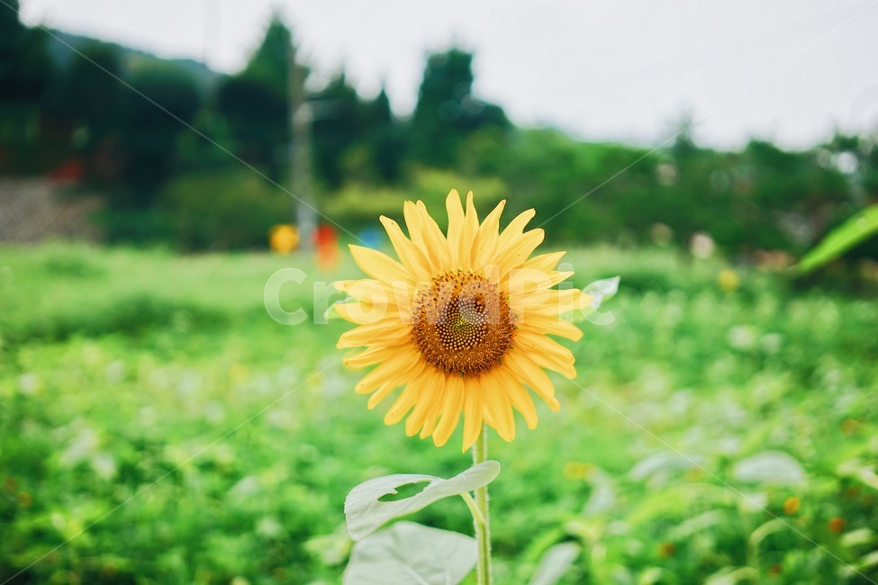 꽃,해바라기,여름,식물,풀,여름,계절,summer,season,식물,자연,plants,nature,꽃,flower,감성,sensible,feeling,plant,blossom