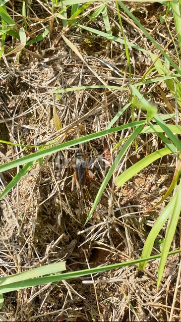 땅강아지,벌레,곤충,땅벌레,유익충,곤충,벌레,insect,bug