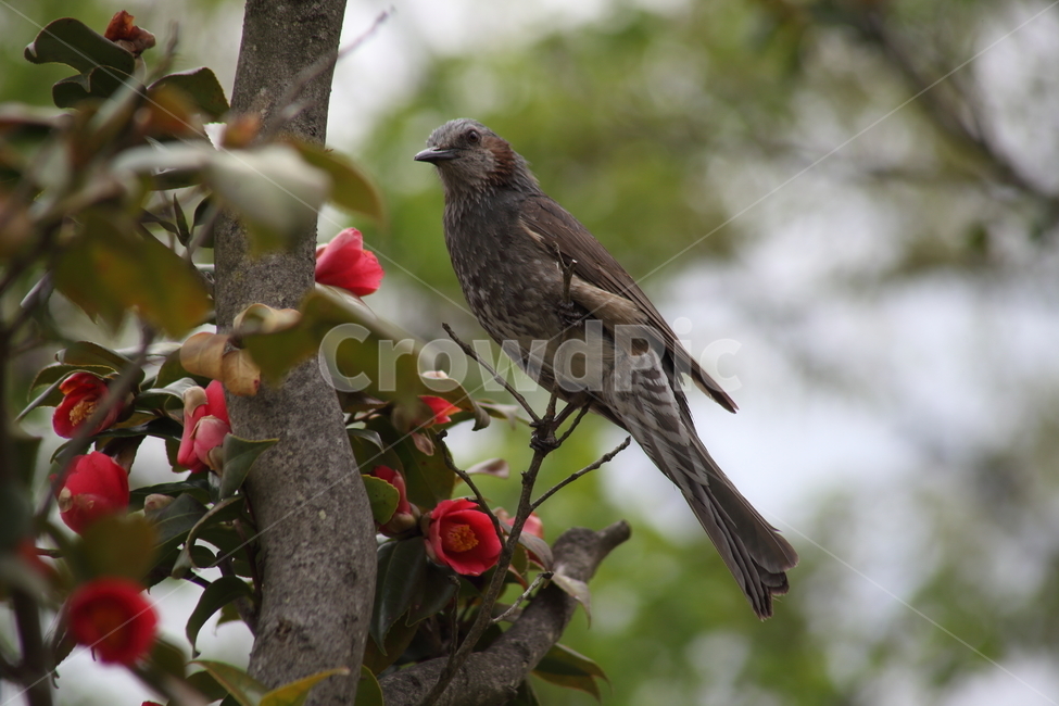 동백,직박구리,새,조류,microscelisamaurotis,동백꽃,Camelliajaponica,식물,자연,plants,nature,꽃,flower,동물,animal,조류,새,birds