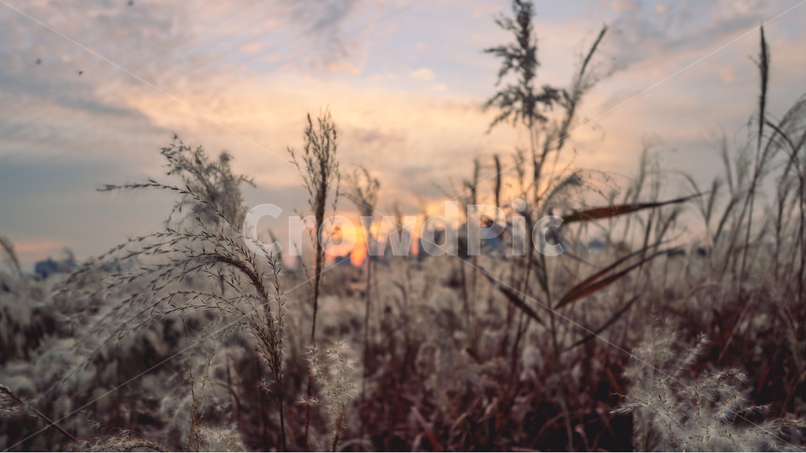 plant,식물,잔디,grass,자연,갈대,가을,가을,계절,fall,autumn,season,식물,자연,plants,nature