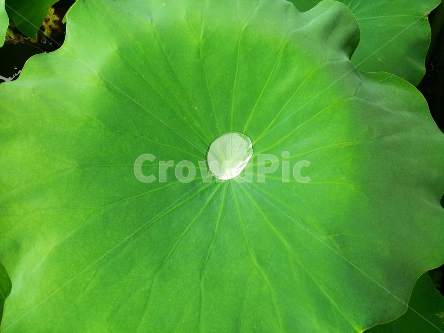 연꽃,잎,clean,물방울,초록,식물,자연,plants,nature