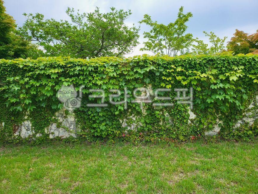 정원, 담벼락, 담쟁이, 아이비, 넝쿨, 사진,이미지,일러스트,캘리그라피 - Ngrgsth작가