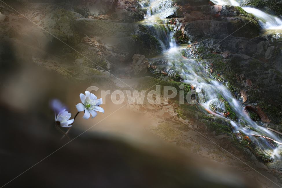 야생화,꽃,식물,청노루귀,앉은부채,자연,풍경,nature,landscape,식물,plants,꽃,flower,outdoors,옥외,river,강,water,물,waterfall,폭포
