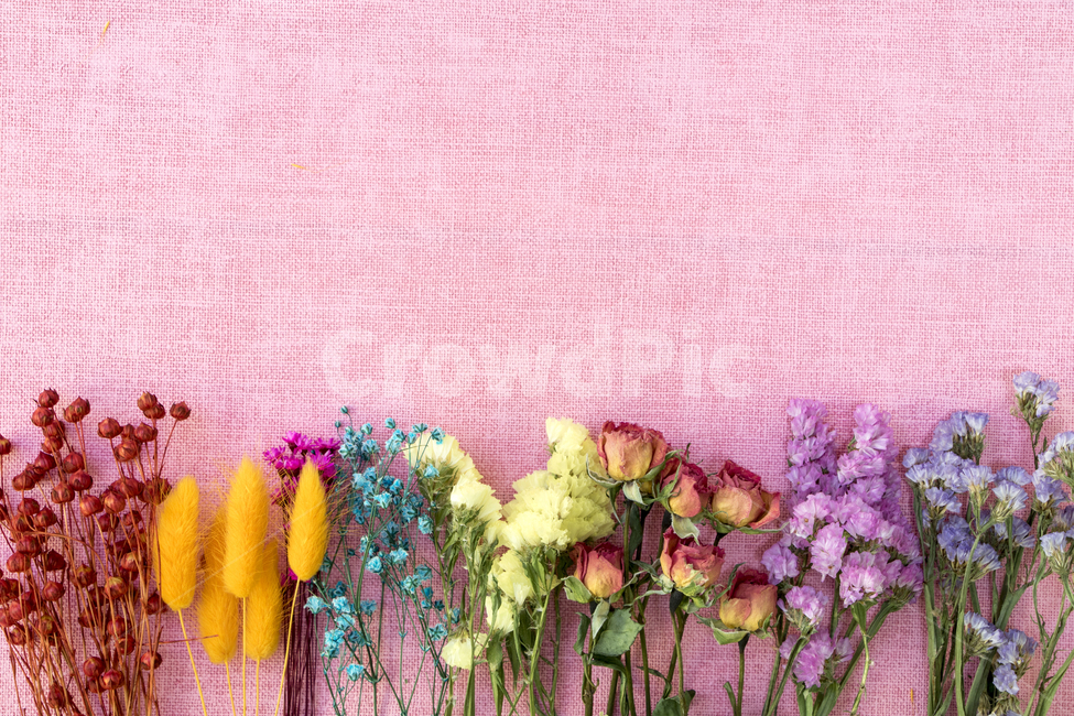 드라이플라워,말린꽃,꽃,식물,프레임,이벤트,건조,빈티지,꽃,flower