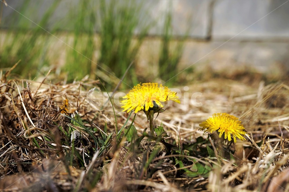 민들레,노랑,봄,꽃,계절,dandelion,spring,flower,bloom,yellow,life,생명,봄소식,식물,자연,plants,nature,꽃,flower