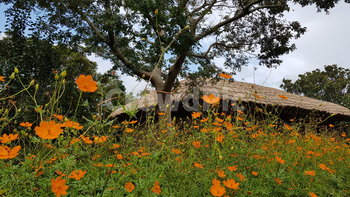 한국,한옥,대한민국,한국적,korea,자연,건물,오두막,농촌,꽃,nature,plant,식물,tree,나무,들