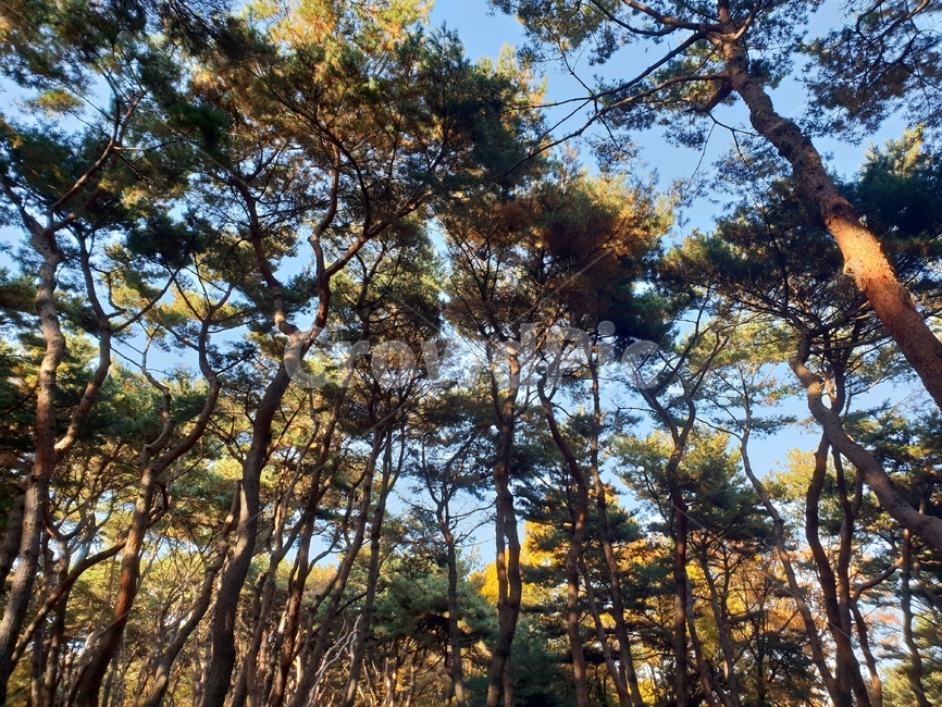 가을풍경,단풍,단풍놀이,가을감성,소나무,융릉,건릉,산책로,숲,나무,낙엽,가을,계절,fall,autumn,season,자연,풍경,nature,landscape,식물,plants,나무,trees,wood,tree,plant,tree trunk,나무 줄기
