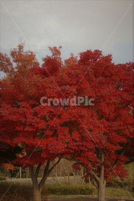 자연,나무,하늘,nature,frees,단풍,낙엽,단풍나무,붉은색,감성,서정,구름,red,가을,계절,fall,autumn,season,tree,plant,식물,maple