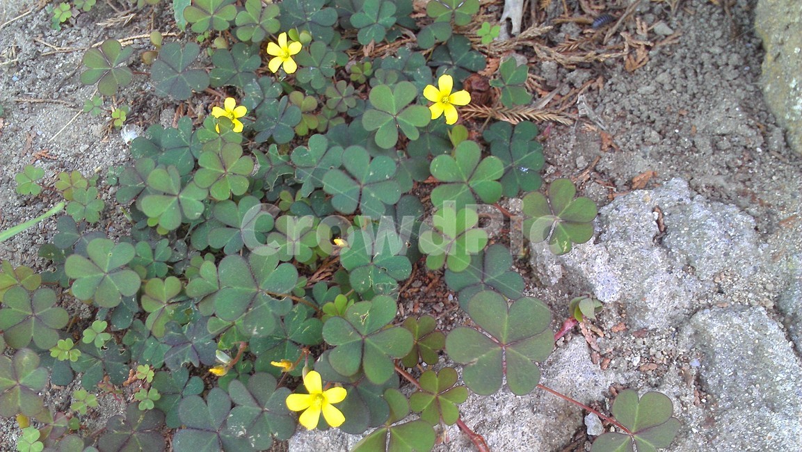 leaf,잎,plant,식물,clover,토끼풀,식물,자연,plants,nature,꽃,flower