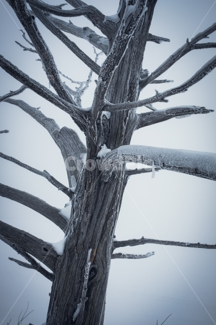 덕유산,겨울,설산,나무,눈,향적봉,무주,눈꽃,겨울산,폭설,정상,겨울,계절,winter,season,식물,자연,plants,nature,나무,trees,wood